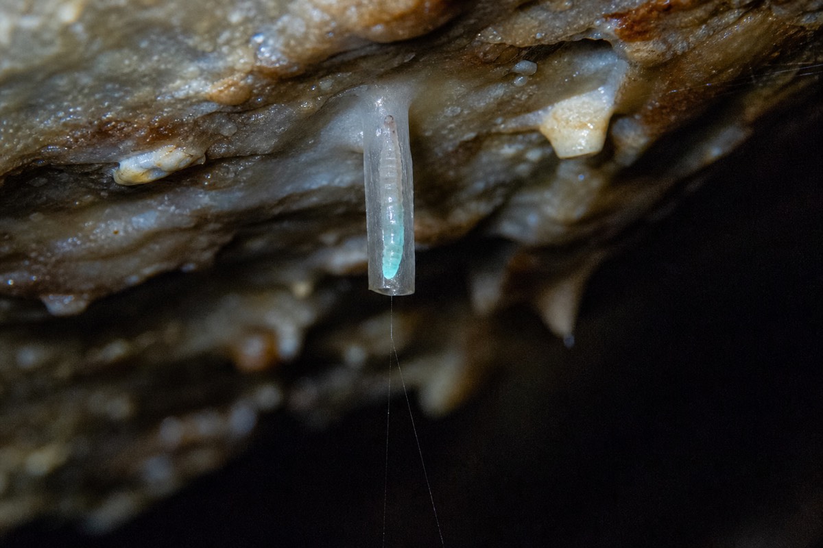 Macro view of a translucent larva inside a mucous tube on a wet cave ceiling with its tail segment glowing faint blue-green