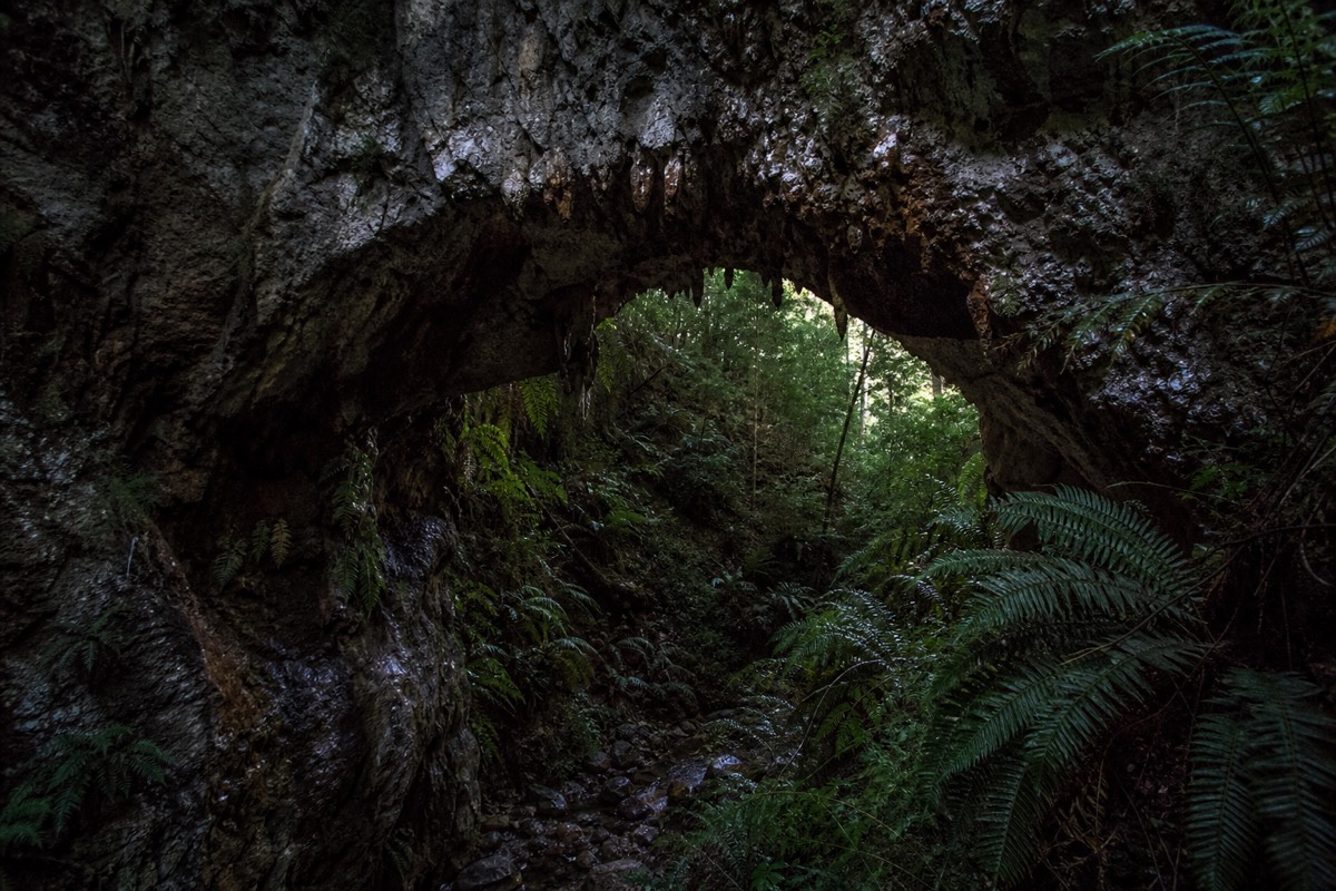 A natural limestone arch spanning a bush gully in New Zealand with mossy rock and tree ferns growing from the walls