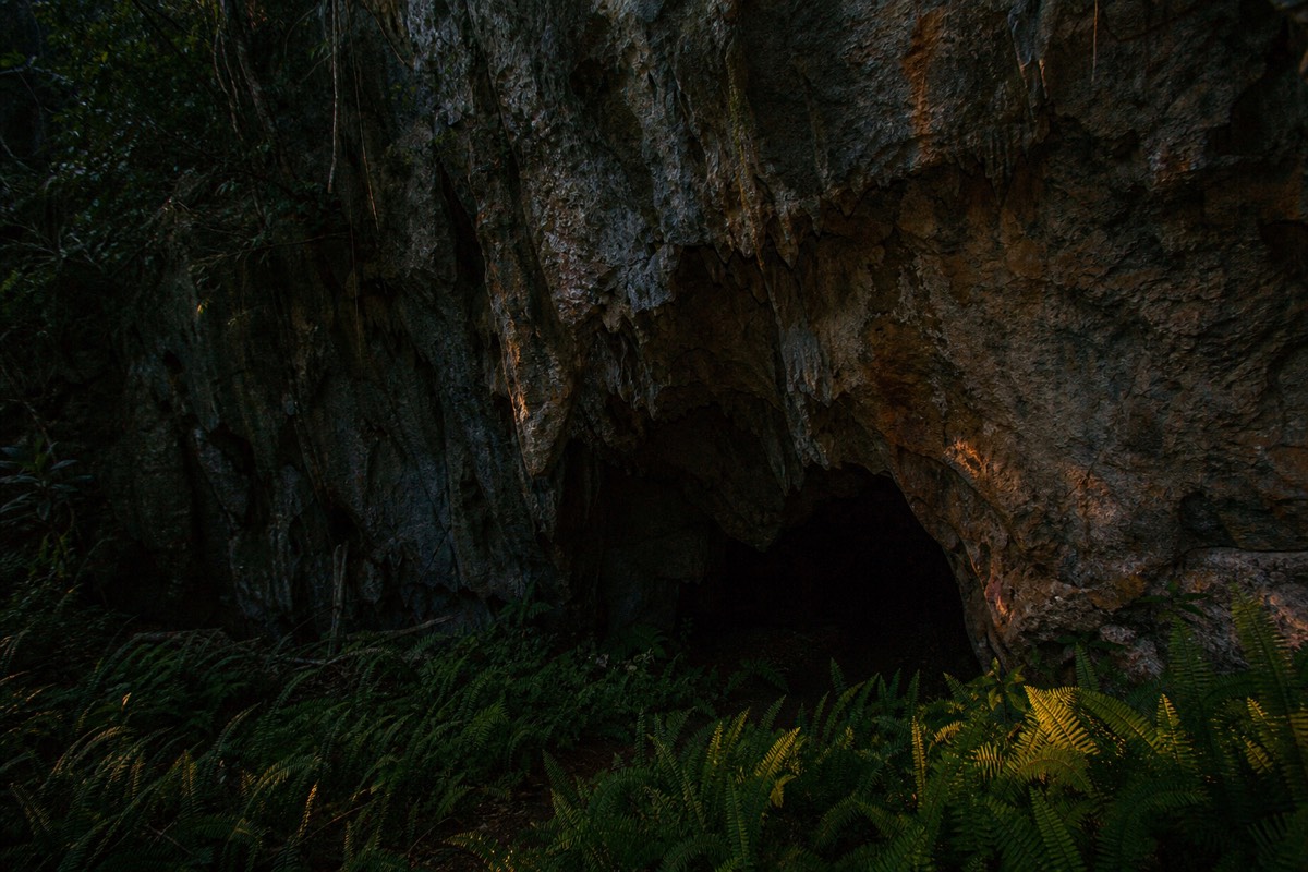 A cave entrance in dense bush at the very end of the day with last light on the ferns and the opening completely dark